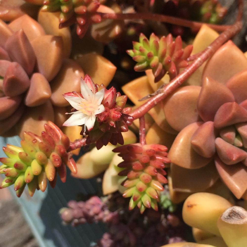 小さな庭の画像 by ERIさん | 小さな庭とグリーンペットとマイ・コレクションとERI's Succulent Plants@と多肉の花芽と今日の一枚と今日のお花と我が家の花壇と自己流と多肉寄せ植えとpic加工なしとええよええよ