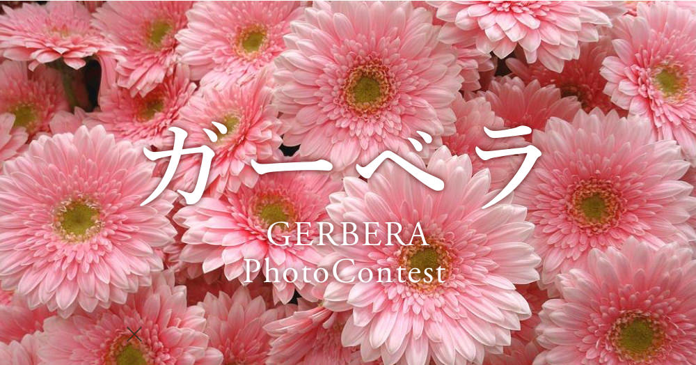 【4月18日はガーベラ記念日】ガーベラのフォトコンテスト