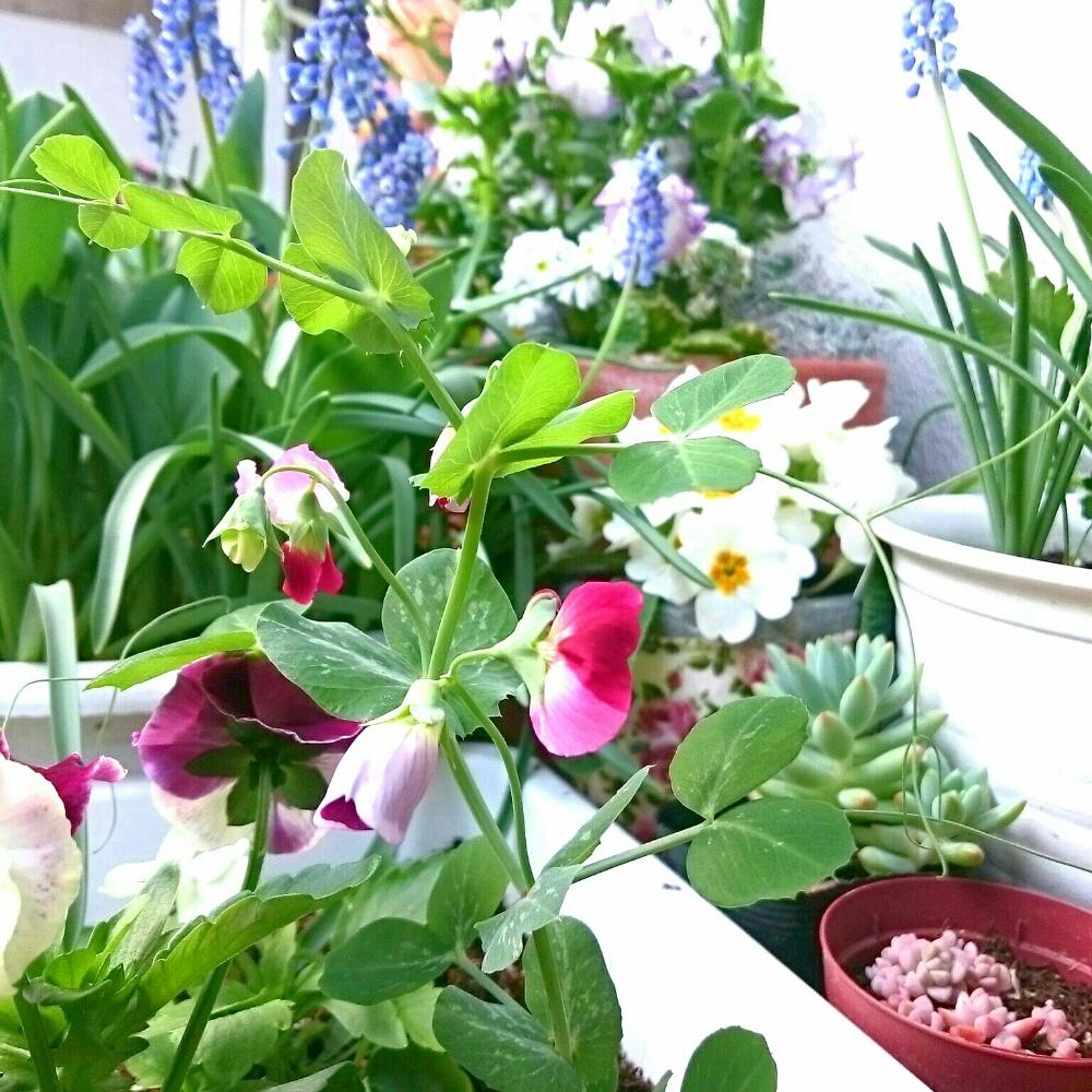 バルコニー/ベランダの画像 by ちーさん | バルコニー/ベランダとビオラとさやえんどうと今日のお花と今日の一枚とHTCとベランダガーデンとポタジェとプランター野菜