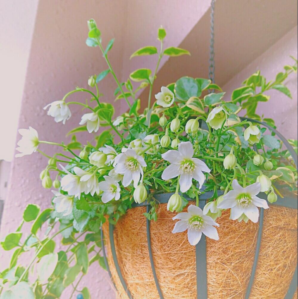 バルコニー/ベランダの画像 by ねこ♥さん | バルコニー/ベランダとクレマチスカートマニージョーと春のお花と植中毒と今日の一枚と今日のお花とガーデニングと花のある暮らし
