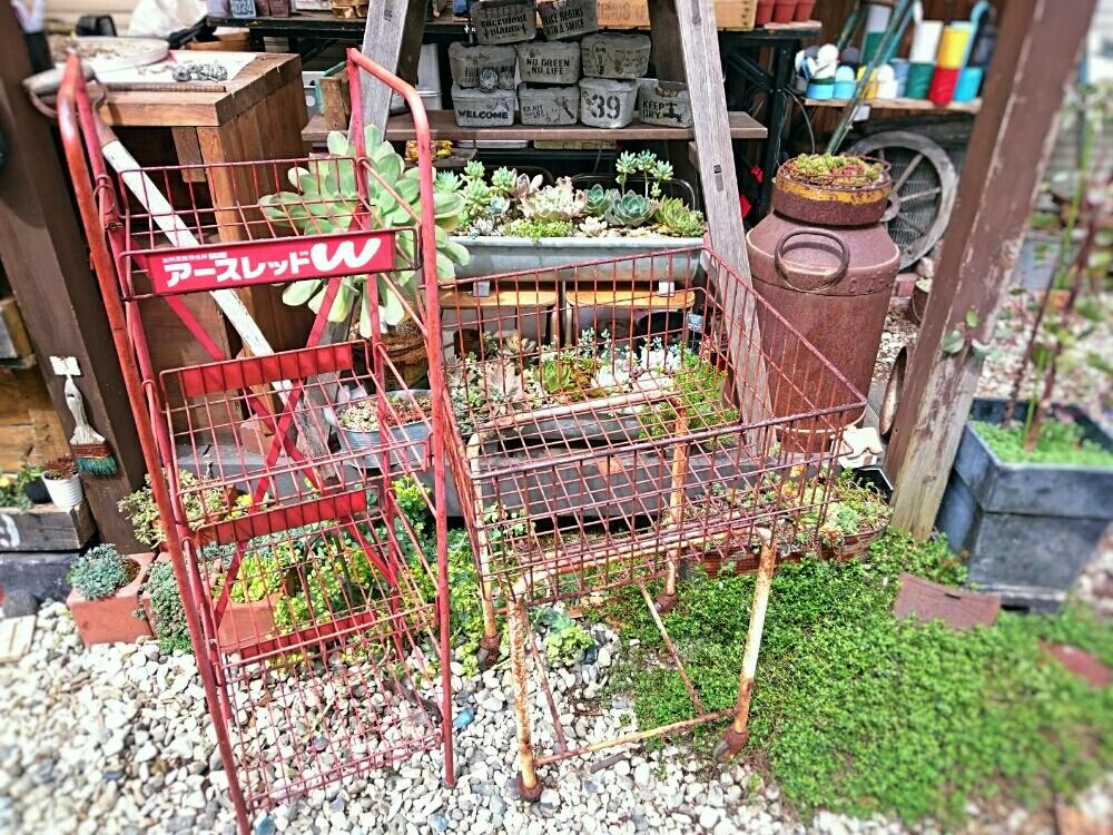小さな庭の画像 by ikuraさん | 小さな庭とタイムと多肉植物とサビサビと群生とアンティーク雑貨とコンクリート鉢と寄せ植えと暴れ多肉と秘密基地