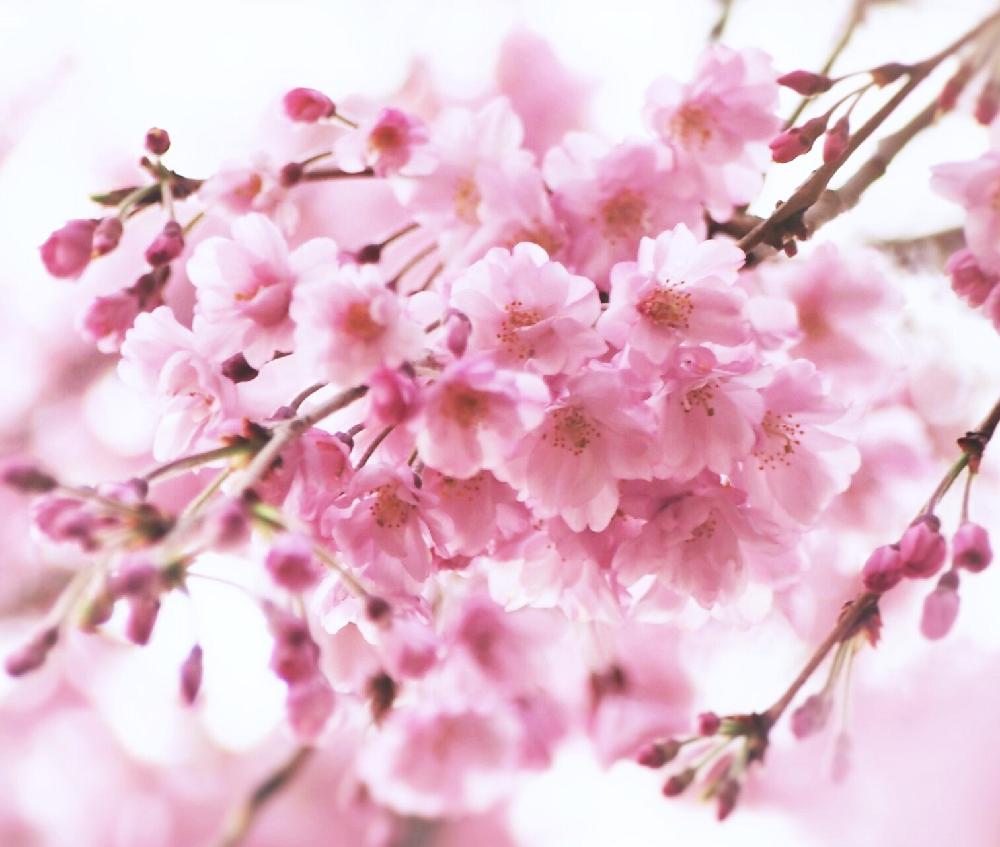 お出かけ先の画像 by Je suis…さん | お出かけ先と仙台しだれ桜とサクラと愛知とamour.と豊橋と好きな色とお気に入りとJe suis… ,verte.と植中毒と好き♡と『桜』コンテストとTrès bien!