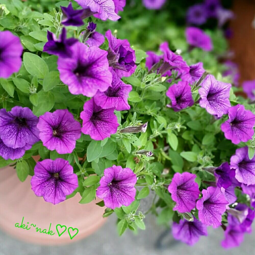 アプローチの画像 by aki~nakさん | アプローチと大好きと満開!と今日の一枚と今日のお花とサフィニアフォトコンと花のある暮らしと昨年の写真と咲いた!