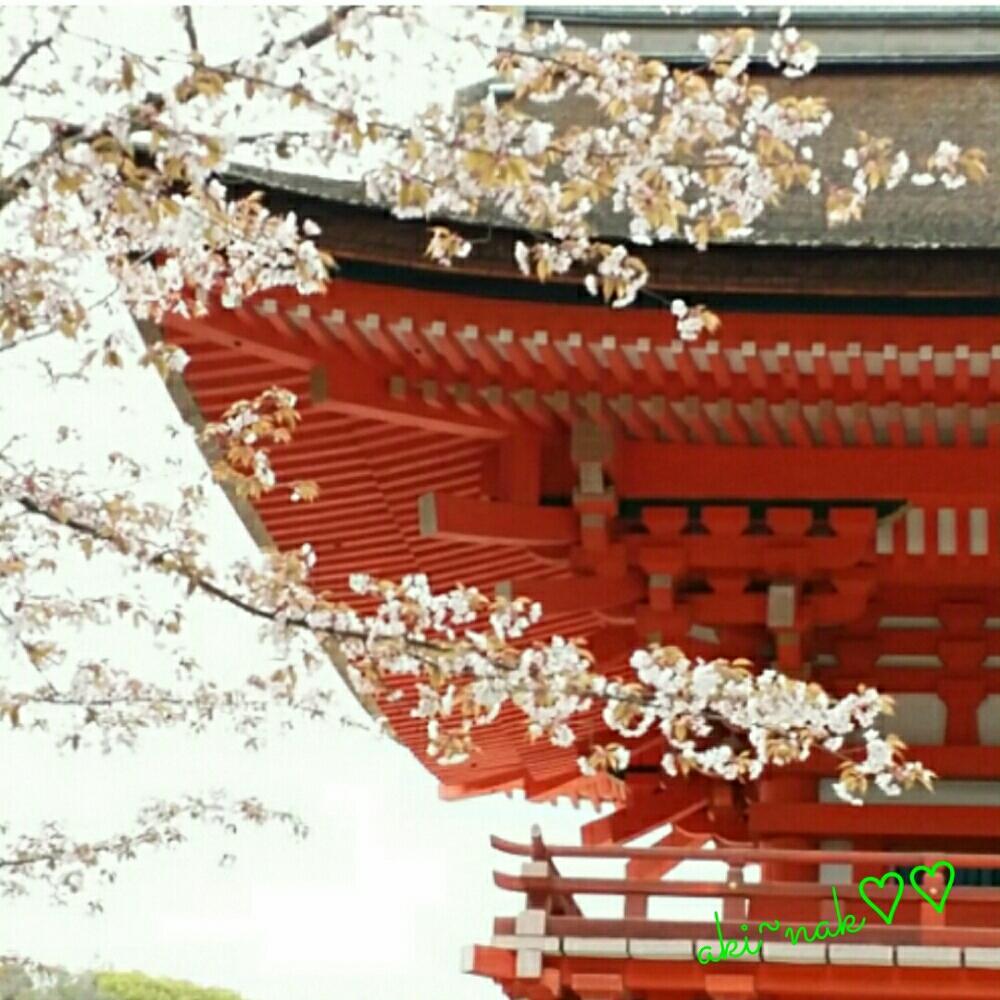 お出かけ先の画像 by aki~nakさん | お出かけ先と大好きと満開!と今日の一枚と今日のお花と『桜』コンテストとさくらの花と花のある暮らしと昨年の写真と咲いた!