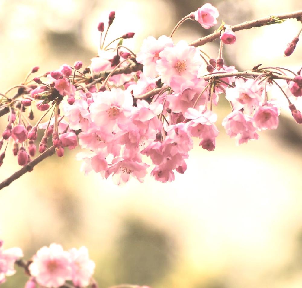 お出かけ先の画像 by Je suis…さん | お出かけ先と仙台しだれ桜とサクラと愛知とamour.と豊橋と好きな色とお気に入りとJe suis… ,verte.と植中毒と好き♡と『桜』コンテストとTrès bien!