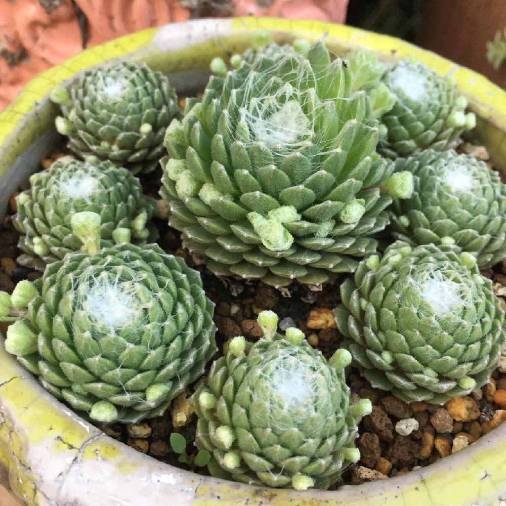 小さな庭の画像 by ERIさん | 小さな庭と巻絹とマイ・コレクションとお気に入り♡とERI's Succulent Plants@と今日の一枚と我が家の花壇と自己流とセンぺル赤ちゃんとセンペルビブムとええよええよ