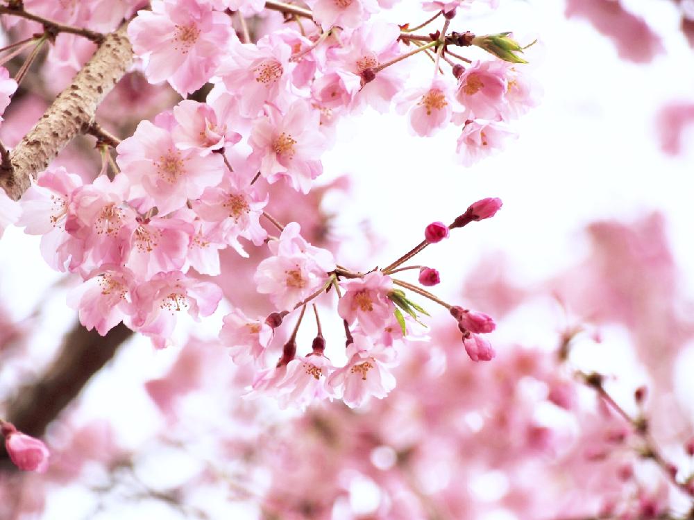 お出かけ先の画像 by Je suis…さん | お出かけ先と仙台しだれ桜とサクラと愛知とamour.と豊橋と好きな色とお気に入りとJe suis… ,verte.と植中毒と好き♡と『桜』コンテストとTrès bien!