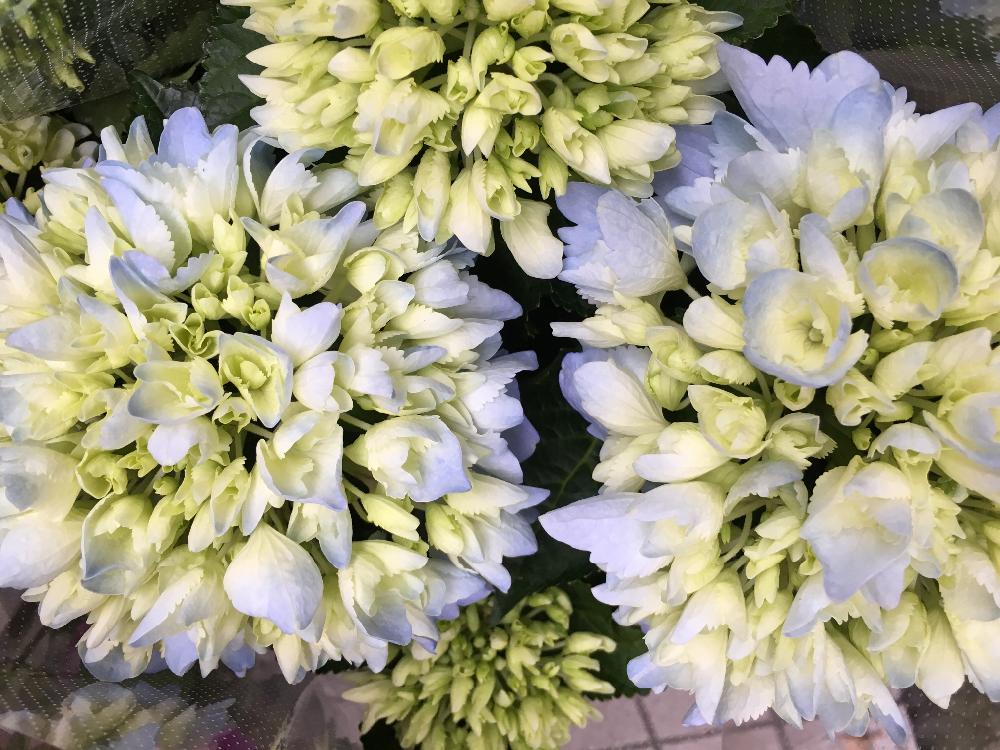 インテリアの画像 by 花屋誠一朗さん | インテリアと紫陽花と植中毒と今日の一枚と王様のブランチ放送と今日のお花とエケベリア女子とエケベリア属と多肉女子と部屋の全景とブーケと植物好きに俺はなるとかぼちゃのディスプレイとフラワーアレンジメントと珍奇植物と青山ファーマーズと男植物と暴れ多肉と万物創と六本木とシックスタイルとハロウィン装飾とフレッドシーガルと夏野菜と渋谷とバラを楽しむとビザールプランツとガンダムとクリスマスアレンジと俺の多肉植物と咲いた!