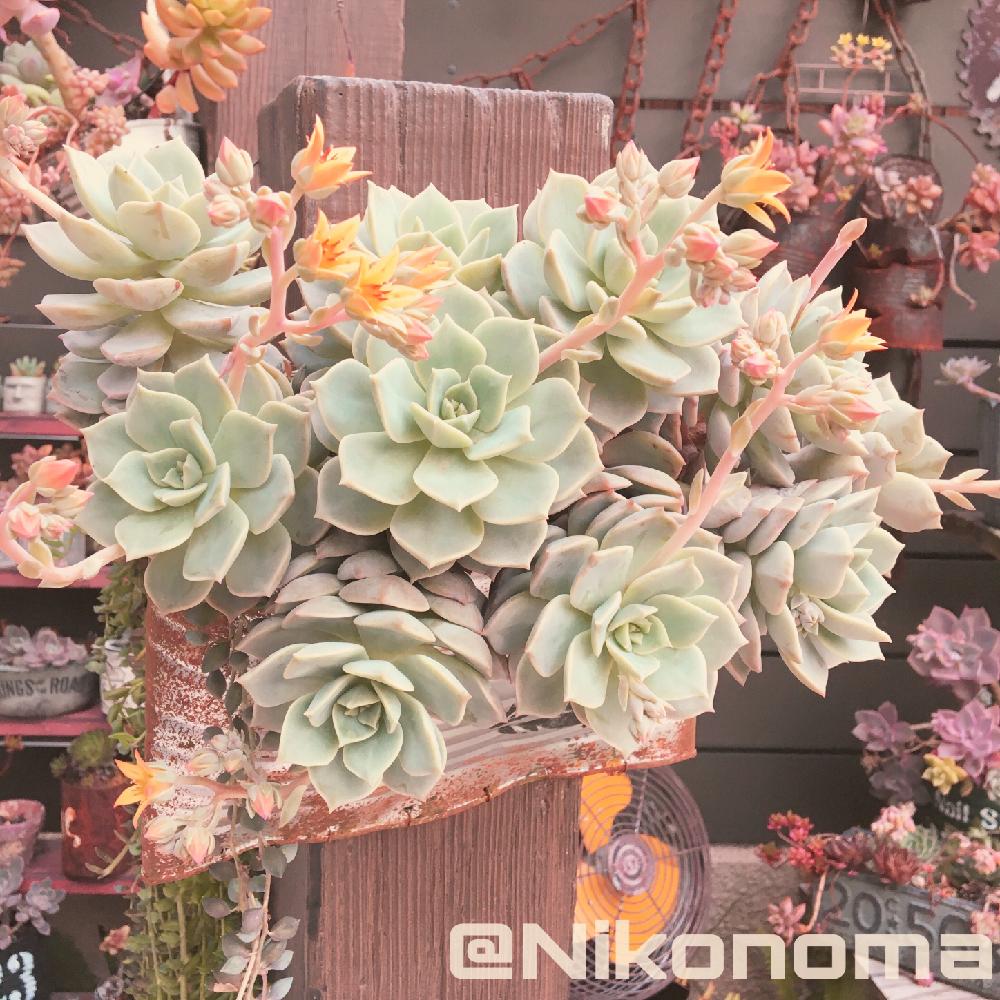 小さな庭の画像 by Nomachanさん | 小さな庭と多肉植物とJUNK Gardenと寄せ植えとわが家の多肉スペースと好きな子はたくさん投稿してしまうと多肉のある暮らしと植中毒と今日の一枚と強い子に育って欲しいと笑顔の源と癒し空間とハンドメイドリメ缶とスパルタ組と汚Bull缶と錆錆と多肉と雑貨とハンドメイド