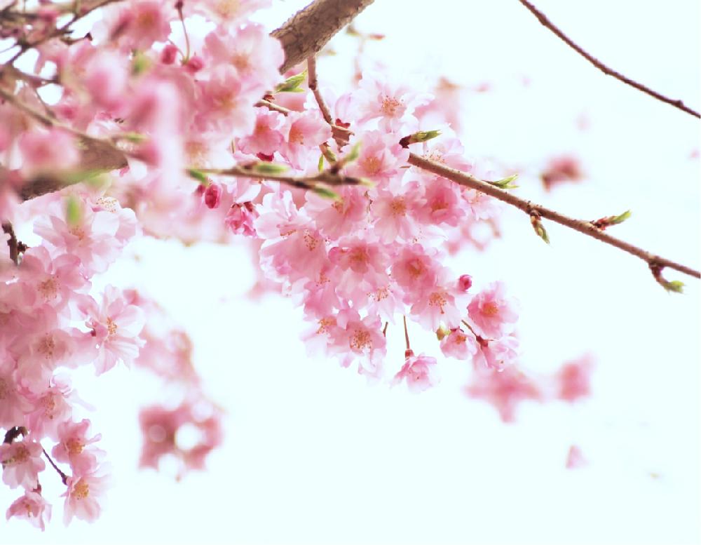 お出かけ先の画像 by Je suis…さん | お出かけ先と仙台しだれ桜とサクラと愛知とamour.と豊橋と好きな色とお気に入りとJe suis… ,verte.と植中毒と好き♡と『桜』コンテストとTrès bien!