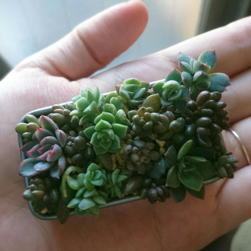 バルコニー/ベランダの画像 by Cさん | バルコニー/ベランダとセダム 虹の玉とセダム ホワイトストーンクロップとエケベリア 古紫とエケベリア みどり牡丹とエケベリア 花うらら