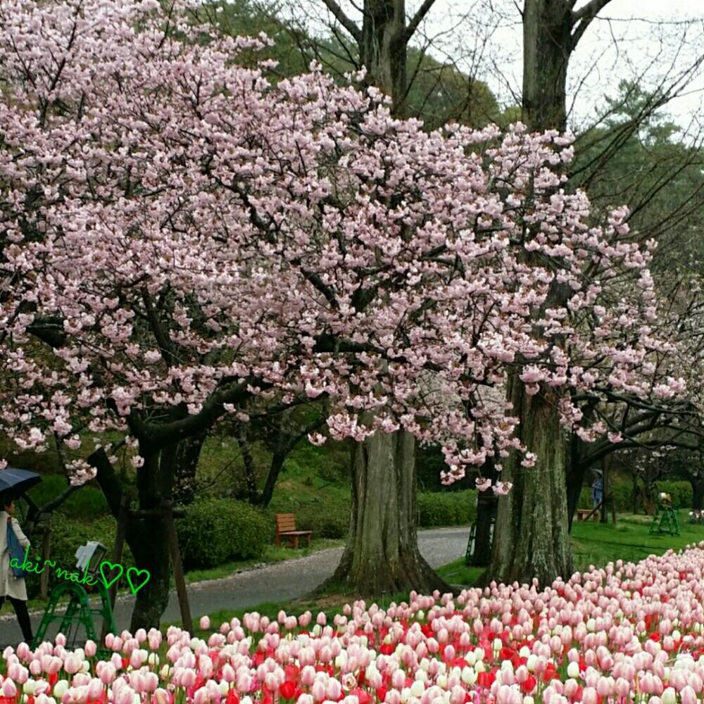 お出かけ先の画像 by aki~nakさん | お出かけ先と大好きと満開!と今日の一枚と今日のお花と『桜』コンテストとさくらの花と花のある暮らしと天気曇りがちとチュ―リップと咲いた!と『チューリップ』コンテストとフラワーパーク