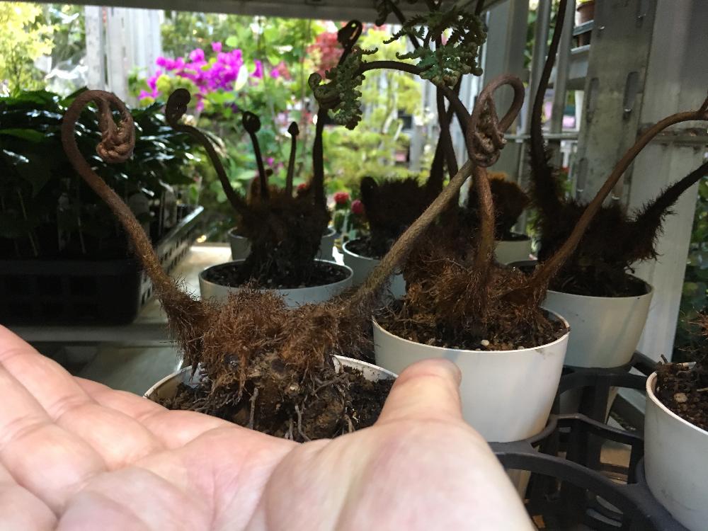 インテリアの画像 by 花屋誠一朗さん | インテリアとシダと植中毒と今日の一枚と王様のブランチ放送と今日のお花とエケベリア女子とエケベリア属と多肉女子と部屋の全景とブーケと植物好きに俺はなるとかぼちゃのディスプレイとフラワーアレンジメントと珍奇植物と青山ファーマーズと男植物と暴れ多肉と万物創と六本木とシックスタイルとハロウィン装飾とフレッドシーガルと夏野菜と渋谷とバラを楽しむとビザールプランツとガンダムとクリスマスアレンジと俺の多肉植物と咲いた!