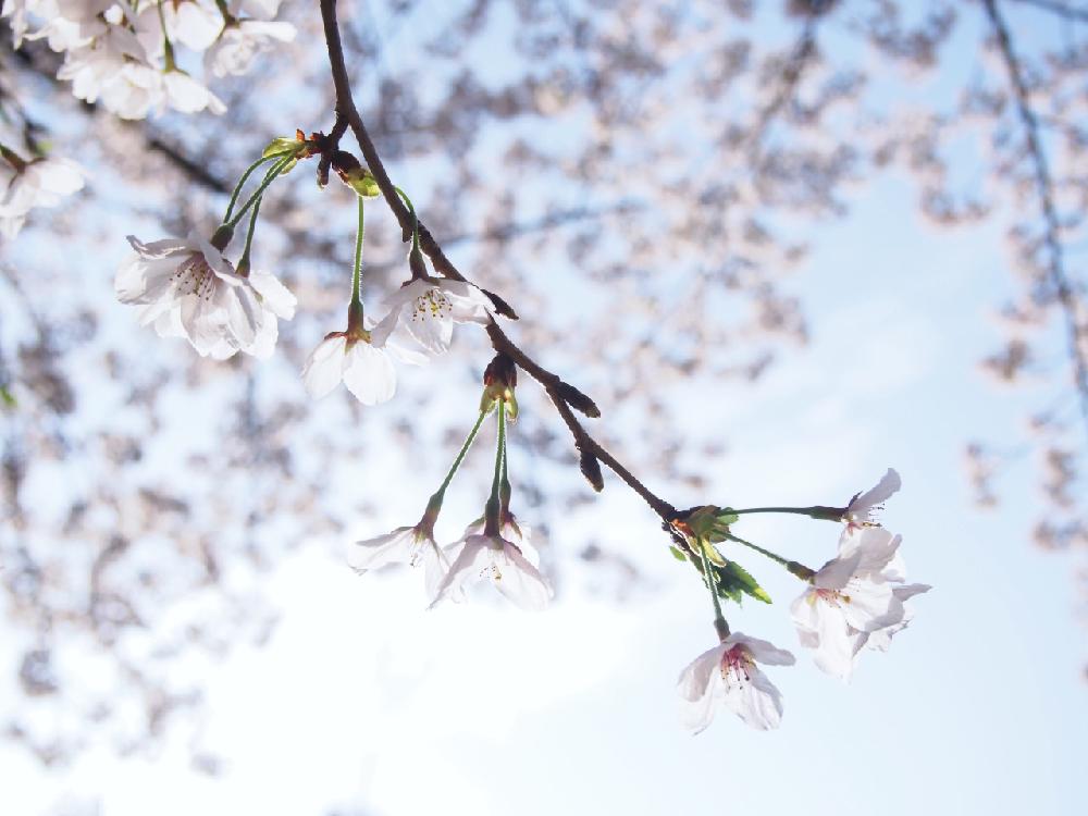 お出かけ先の画像 by Je suis…さん | お出かけ先とサクラと愛知とamour.と豊橋と好きな色とお気に入りとJe suis… ,verte.と植中毒と好き♡と『桜』コンテストとTrès bien!