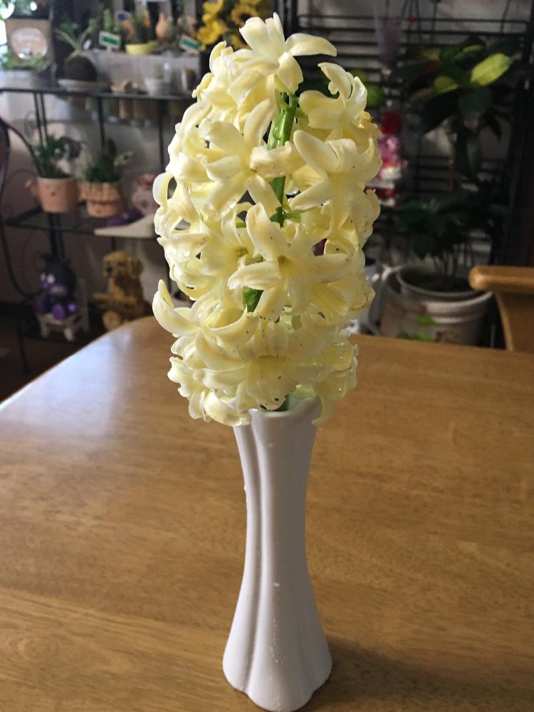 部屋の画像 by リーさん | 部屋とヒヤシンス 黄色とヒヤシンスとうれしいな♪とありがとう❤️とお気に入り♡と植中毒と元気もらえるとイキイキとニコニコ♡とはると癒されるぅ♪̊̈♪̆̈と黄色の花と花のある暮らしとかわいいな♡