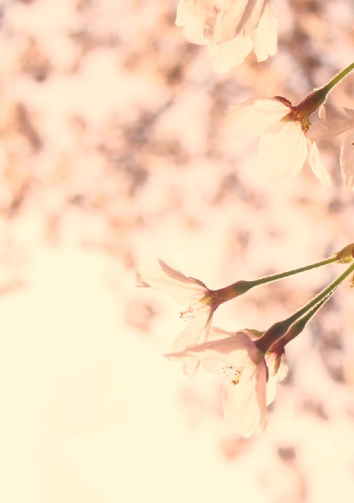 お出かけ先の画像 by Je suis…さん | お出かけ先とサクラと愛知とamour.と豊橋と好きな色とお気に入りとJe suis… ,verte.と植中毒と好き♡と『桜』コンテストとTrès bien!