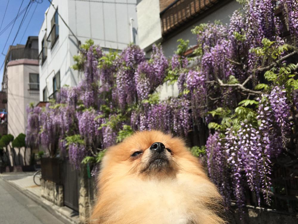 インテリアの画像 by 花屋誠一朗さん | インテリアとフジと植中毒と今日の一枚と王様のブランチ放送と今日のお花とエケベリア女子とエケベリア属と多肉女子と部屋の全景とブーケと植物好きに俺はなるとかぼちゃのディスプレイとフラワーアレンジメントと珍奇植物と青山ファーマーズと男植物と暴れ多肉と万物創と六本木とシックスタイルとハロウィン装飾とフレッドシーガルと夏野菜と渋谷とバラを楽しむとビザールプランツとガンダムとクリスマスアレンジと俺の多肉植物と咲いた!