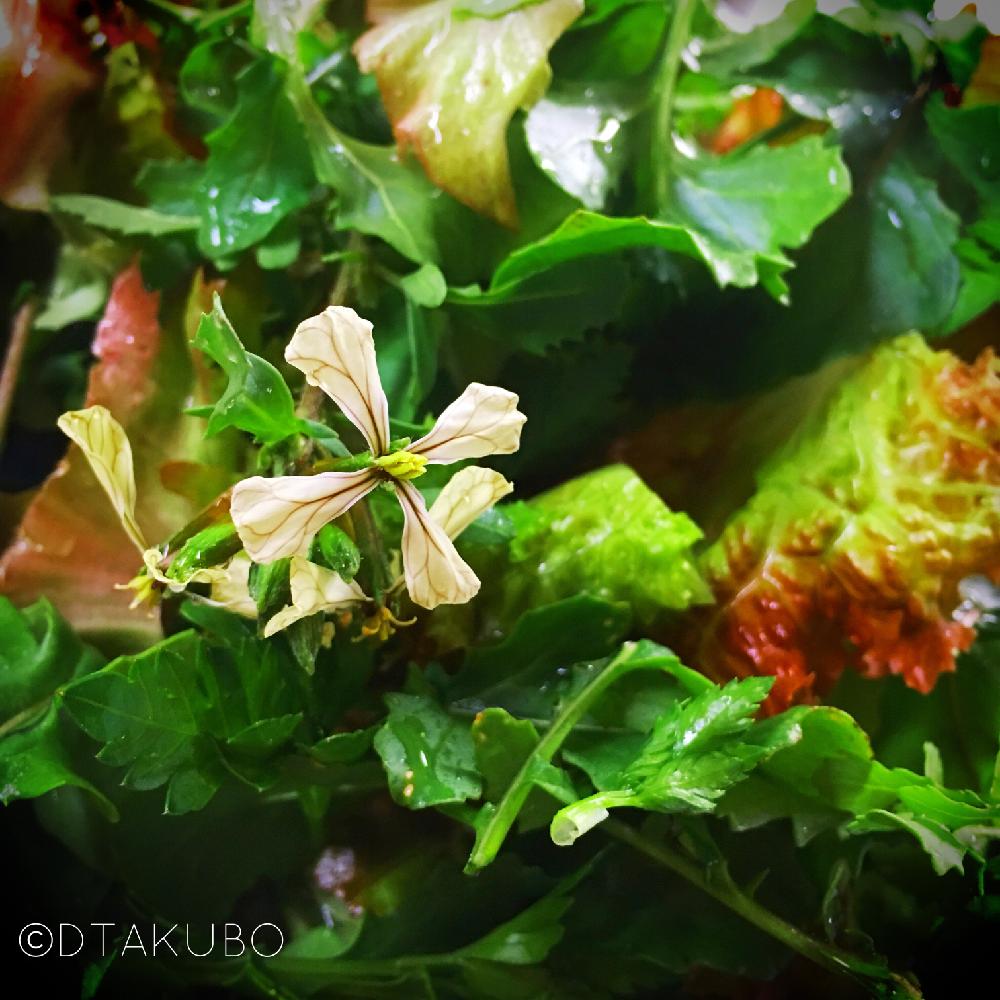 キッチンの画像 by Kristallritterさん | キッチンとレタスとルッコラとNO GREEN NO LIFEと植物のある暮らしとプチ家庭菜園と家庭菜園と植物と無農薬❤家庭菜園とサラダとベランダ菜園とランチとiPhone撮影