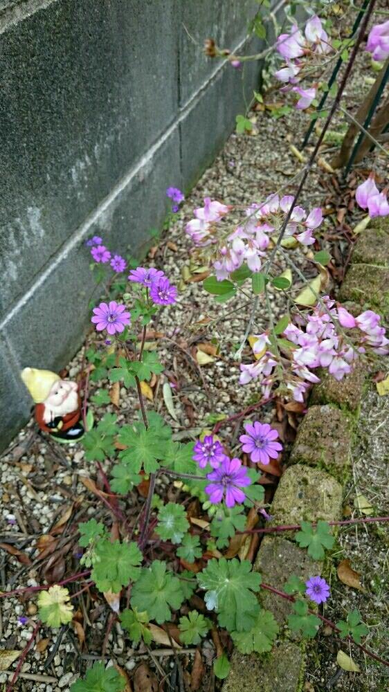 小さな庭の画像 by nami☆さん | 小さな庭と植中毒と今日のお花とお花とお花好きと小花好きと癒し♡と好きな花びらと庭の宿根草