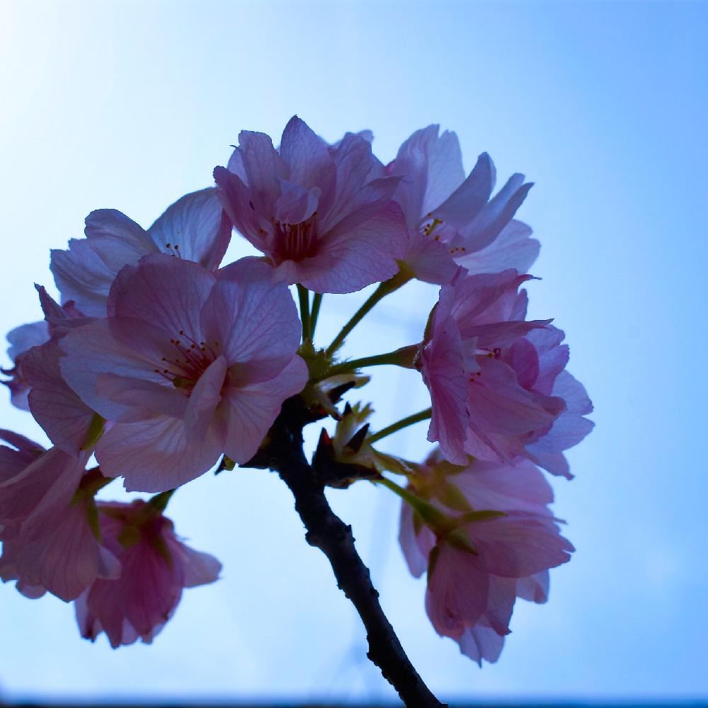 小さな庭の画像 by ぽかぽかなおさん | 小さな庭と旭山桜とサクラとお花
