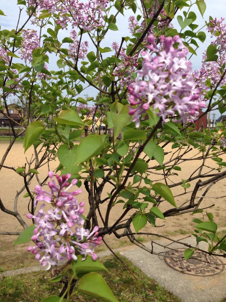お出かけ先の画像 by Toshiyuki Takeshimaさん | お出かけ先とライラックと春の花々❇︎と春爛漫!と今日のお花と興味津々と咲いた!