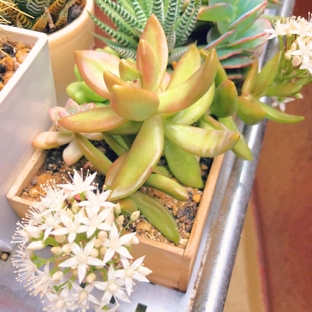 玄関の画像 by ほのちゃんさん | 玄関とセダムと多肉植物と植中毒と今日のお花と多肉女子とお花と白い花と春だなぁと咲いた!