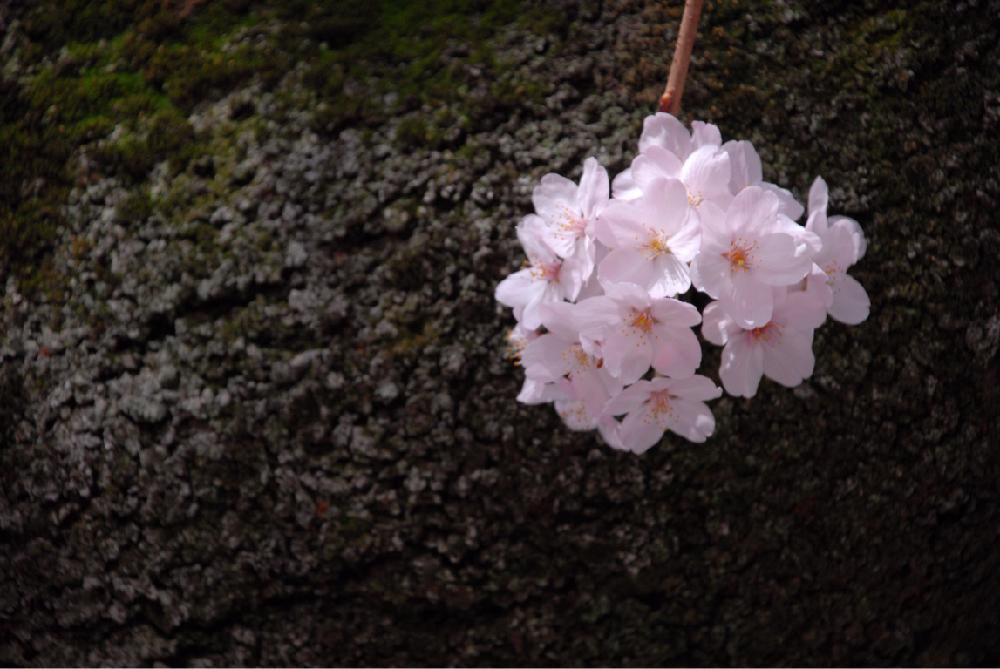 お出かけ先の画像 by ぽぽぱんなさん | お出かけ先とサクラと『桜』コンテストと一眼レフとピンクとかわいいな♡
