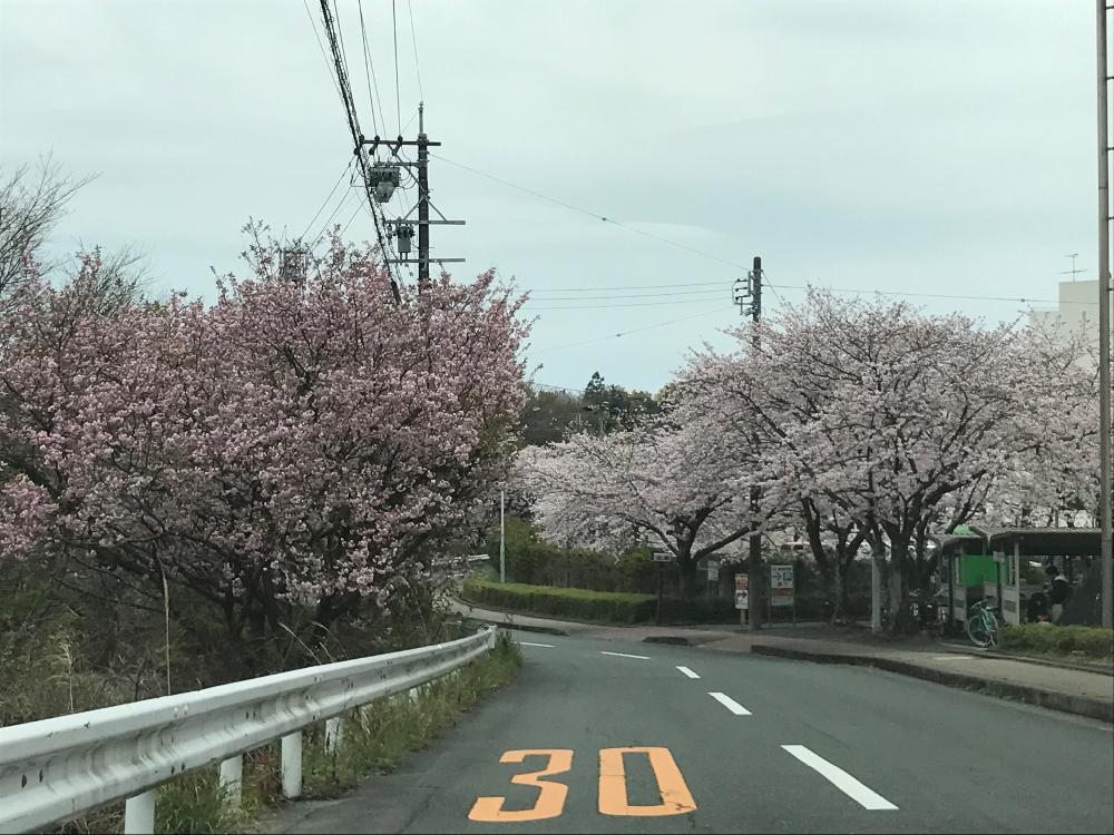お出かけ先の画像 by のらみさん | お出かけ先とサクラと『桜』コンテスト