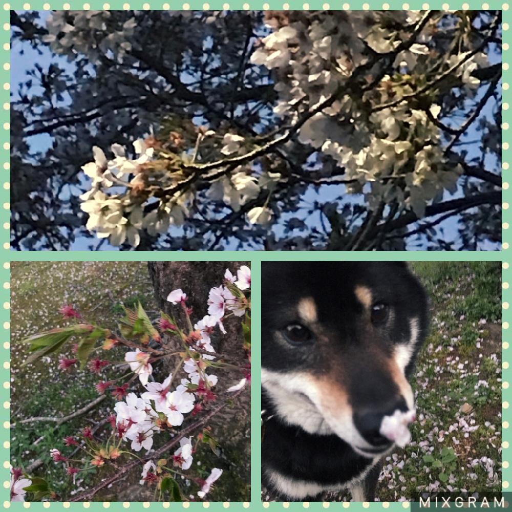 お出かけ先の画像 by こまさくさん | お出かけ先とサクラと植中毒と柴犬とはるが来た!と『桜』コンテストとお散歩とかわいいな♡
