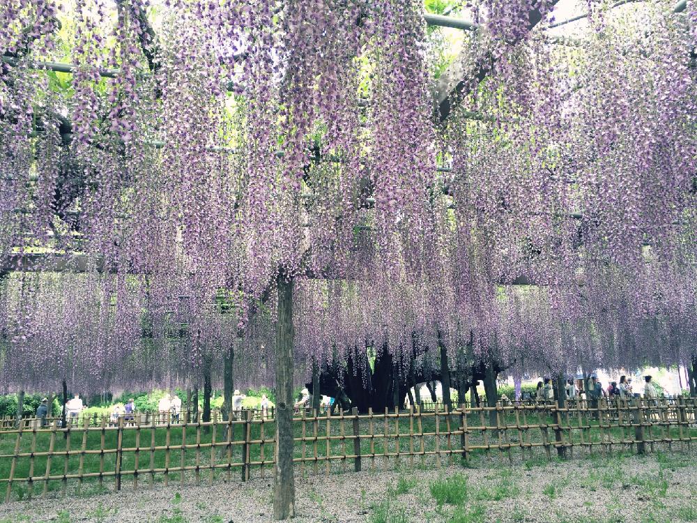 お出かけ先の画像 by aliceさん | お出かけ先とフジと歩くと『藤』コンテストときれいと植中毒と咲いたとかわいいと晴れとお散歩