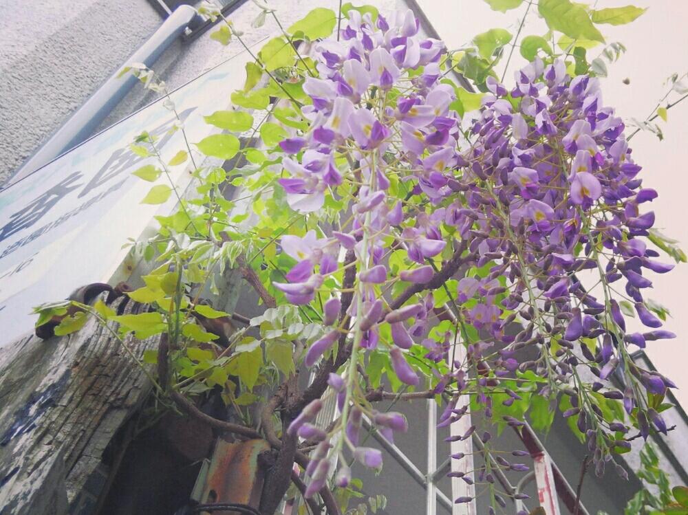 お出かけ先の画像 by pieni_sayaさん | お出かけ先とフジと『藤』コンテストと藤の花♡と見上げるとお散歩写真と綺麗とご近所とお花と枝垂れ