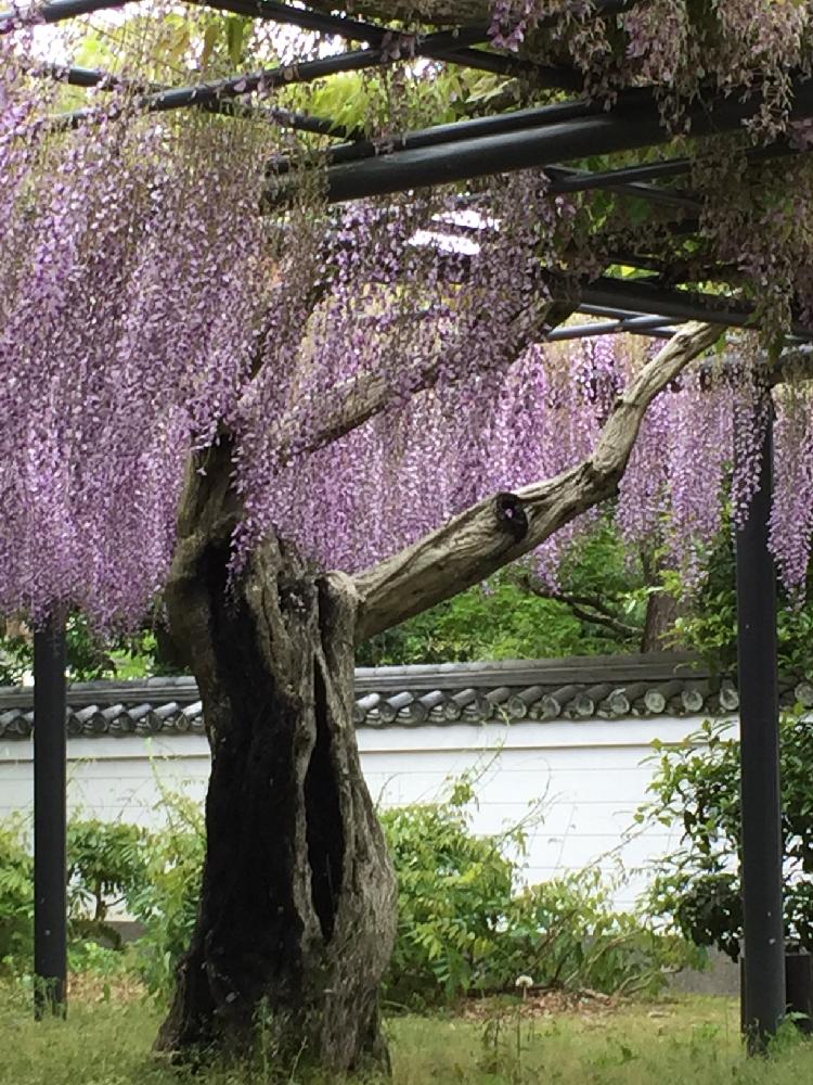 お出かけ先の画像 by 虹の玉さん | お出かけ先とフジと過去picと好きな花と『藤』コンテストと和風ティストと愛犬看護中と今日のお花と花のある暮らし