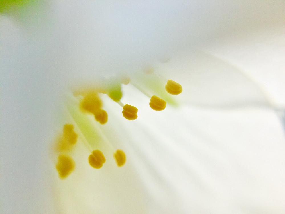 お出かけ先の画像 by dragonflyさん | お出かけ先とサクラとマクロレンズとマクロ撮影と『桜』コンテストとiPhone撮影とセリアマクロレンズ