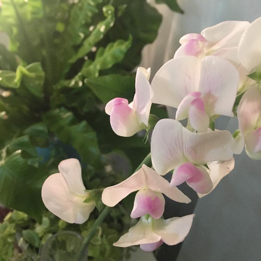 部屋の画像 by kaziochanさん | 部屋と観葉植物と窓辺の植物たちとお部屋と植中毒と今日の一枚と今日のお花と窓際族と葉を楽しむ植物と咲いた!