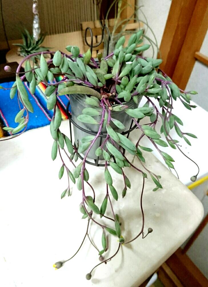 窓辺の画像 by viola036さん | 窓辺とルビーネックレスと多肉植物と観葉植物と植中毒と今日の一枚と不可抗力と今日のお迎え