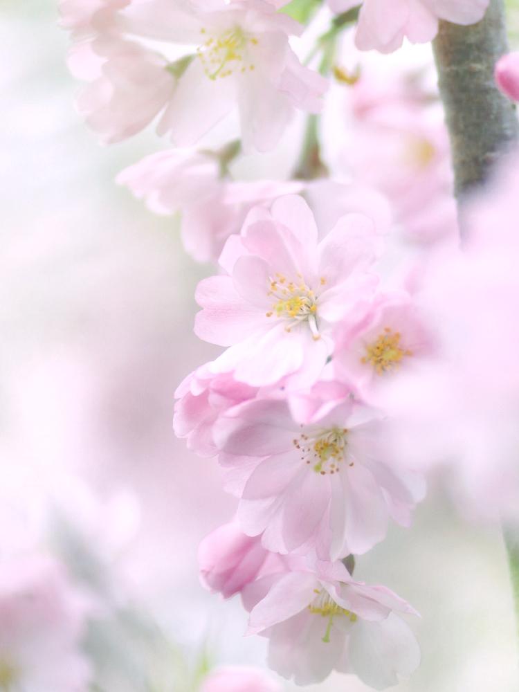お出かけ先の画像 by マリモさん | お出かけ先とサクラとピンクの花と植中毒と今日の一枚と今日のお花と『桜』コンテストと花のある暮らし