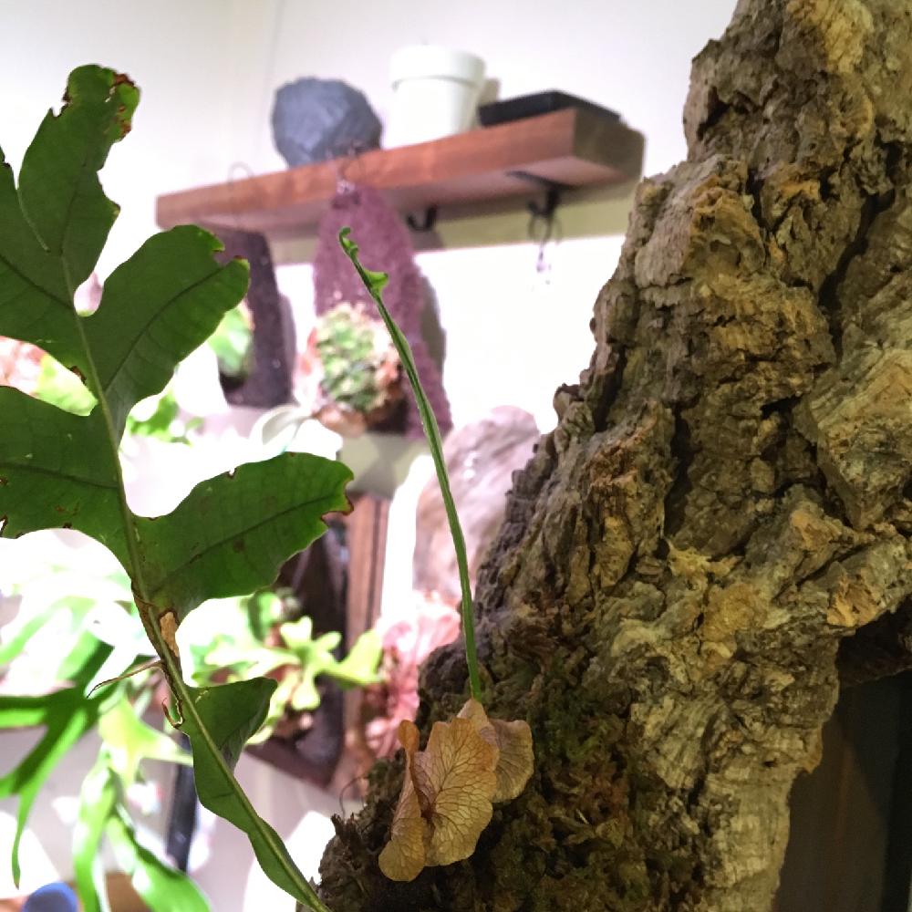 インテリアの画像 by shinchanさん | インテリアとビカクシダとドリナリアボニーと着生植物と コウモリラン と観葉植物と植物のある暮らしとボタニカルライフとハンキングと ビカクシダとドリナリア属と植中毒と観察植物とプラティケリウムとシンタロウの『ビカクシダコンテスト』とリビングとシダ植物と掛ける!とビカクシダ属と吊るす!とビザールプランツ