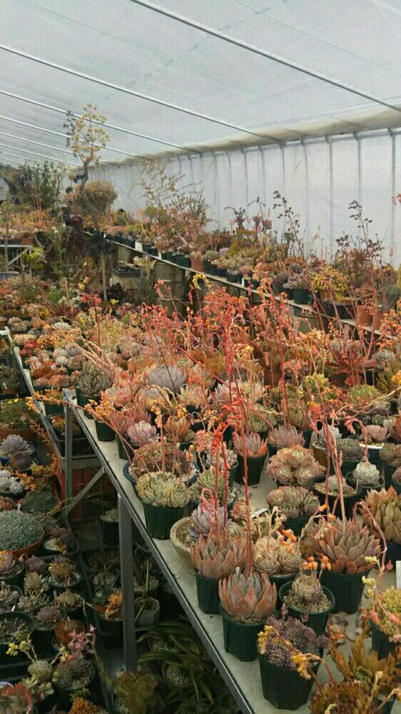 お出かけ先の画像 by 多肉っこ♪さん | お出かけ先と多肉植物と多肉中毒☆と多肉大好きとお気に入り♡と癒され空間と錦玉園