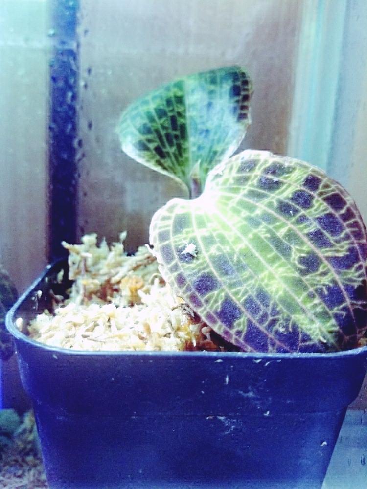 部屋の画像 by subatai 90sさん | 部屋とジュエルオーキッドと観葉植物とアグラオネマ属と植中毒と熱帯植物