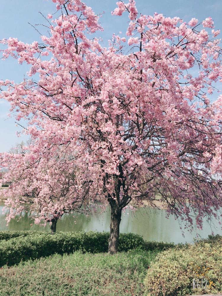 お出かけ先の画像 by はるいちさん | お出かけ先とサクラとおさんぽと今日の1枚と『桜』コンテストとお花見と花のある暮らしとわたしの季節と散らないでと422♡