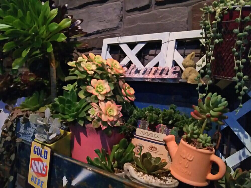 エントランスの画像 by さゆりんさん | エントランスと多肉植物とお気に入り♡とアエオニウム属と春爛漫!と植中毒と『玄関アプローチ』コンテストと多肉女子とガーデニングとかわいいな♡と多肉寄せ植えと多肉多肉多肉とぷくぷく多肉
