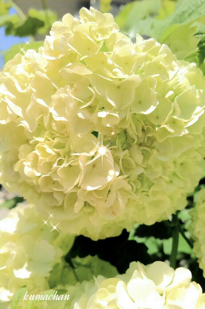 小さな庭の画像 by Kumachanさん | 小さな庭とHTCとキュンキュン乙女倶楽部と綺麗なグリーンと紫陽花じゃないよと春だね~