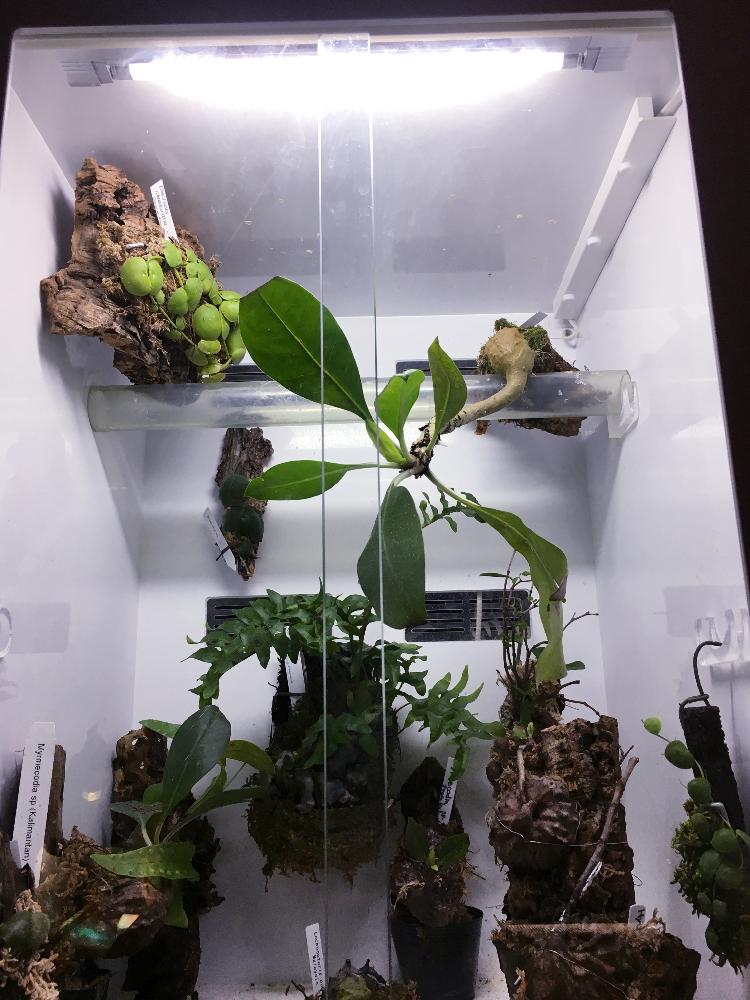 部屋の画像 by モレ吾郎さん | 部屋とアリ植物とピロシアとベゴニア原種とレカノプテリス属とアルディシアとPyrrosiaとキルタンドラとArgostemaとペペロミア属とSonerilaとHenckeliaとMelastomaとノボタン科とベルビジアとシダ植物とLabisiaとPearceaとイワタバコ科とSchismatoglttisとベゴニア☆とSarcopyramisとメラストマと熱帯植物とCyrtandraとBertoloniaとアヌビアス属とアリノスダマ.とOphiorrizhaとトリコトシアとCosmiantbemumとコドノボエアとブェルビジア