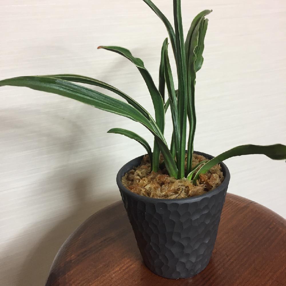 小さな庭の画像 by 池さん | 小さな庭と万年青とオモトと多肉植物と観葉植物と古典園芸植物と伝統園芸植物と珍奇植物とtoky_itemと盆栽