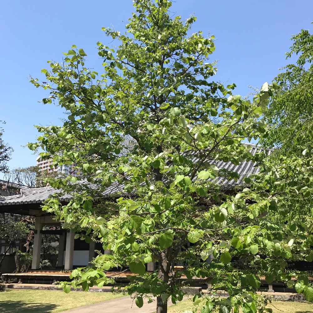 お出かけ先の画像 by aliceさん | お出かけ先と沙羅双樹と歩くと植中毒と晴れとお散歩と谷中散策と谷中 天王寺