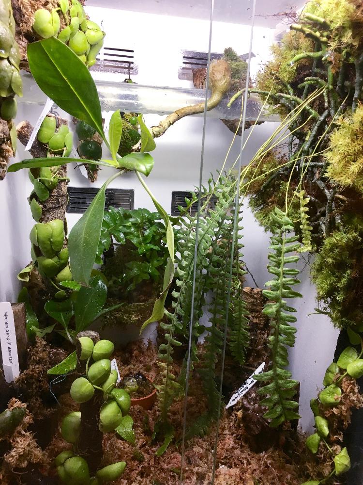 部屋の画像 by モレ吾郎さん | 部屋とアリ植物とアルディシアとPyrrosiaとキルタンドラとArgostemaとペペロミア属とSonerilaとHenckeliaとヒドノフィツム属とMelastomaとノボタン科とベルビジアとシダ植物とLabisiaとPearceaとミルメコディア属とイワタバコ科とSchismatoglttisとベゴニア☆とSarcopyramisとメラストマと熱帯植物とCyrtandraとBertoloniaとアヌビアス属とアリノスダマ.とOphiorrizhaとトリコトシアとCosmiantbemumとコドノボエアとブェルビジア