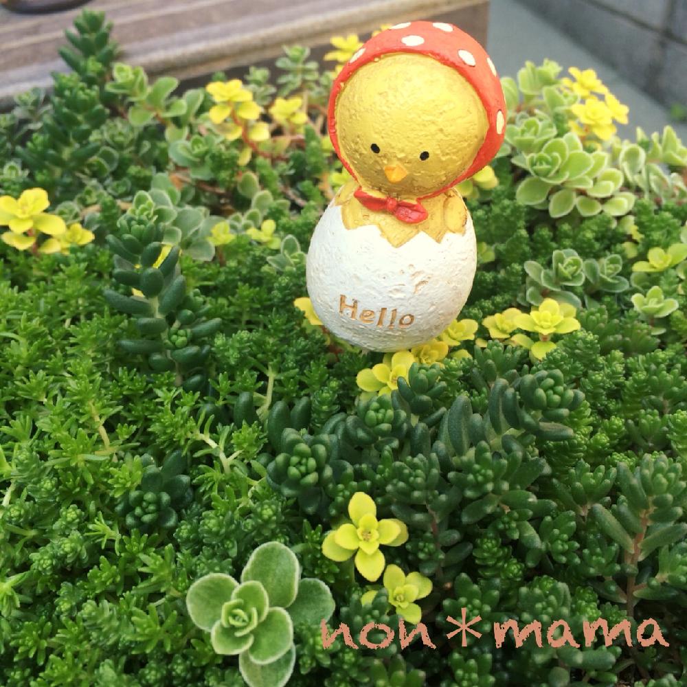 玄関の画像 by のんmamaさん | 玄関とセダムと多肉植物と初心者ですとカントリー雑貨と放置栽培とわが家の多肉スペースと花自慢と植中毒と今日の一枚と今日のお花と自己流とひよこと多肉女子と雑貨と成長記録とガーデニングと暴れ多肉