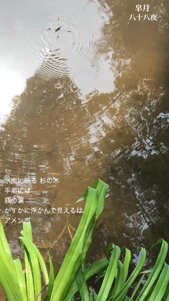 お出かけ先の画像 by *nijikoさん | お出かけ先とお寺の境内と植中毒と今日の一枚と萩の草と樹木 杉の木