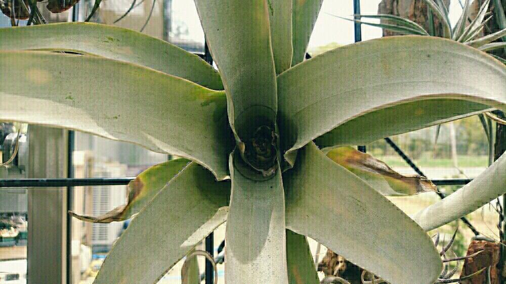 広い庭の画像 by かき揚げさん | 広い庭とチランジア・キセログラフィカと多肉植物と植中毒と今日のお花と温室とがんばってとキセログラフィカ