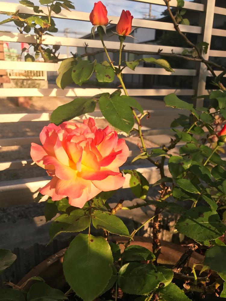 小さな庭の画像 by ロビンさん | 小さな庭とアンネのバラとスブニール ドゥ アンネフランクと今日のお花とバラ・ミニバラ